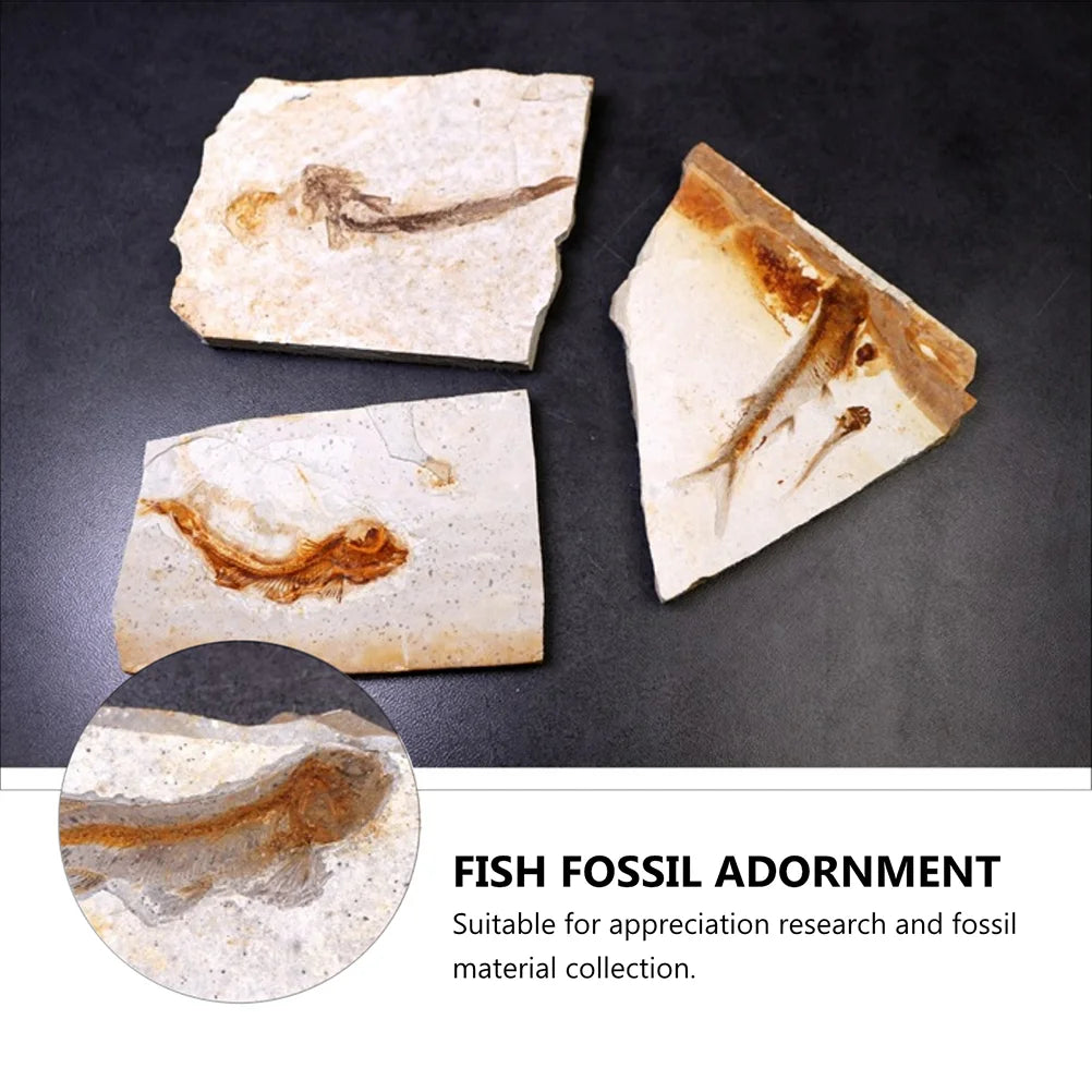 Fósiles Prehistóricos de Peces – Arte Natural Atemporal