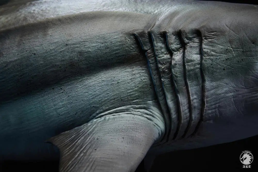 megalodon prime edición animal art estatua