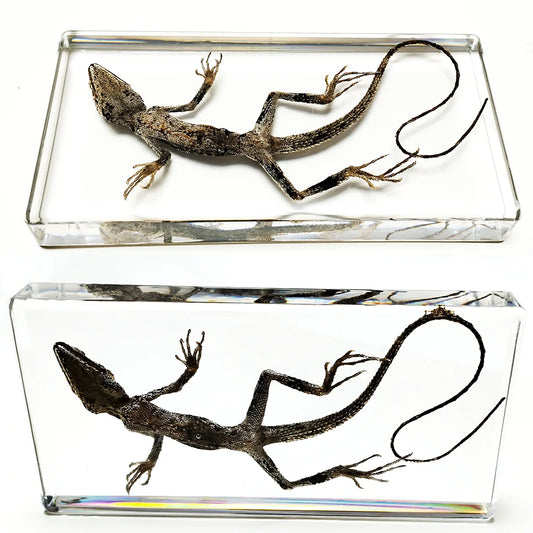 Ánima reptilis taxidermia contemporanea reptil disecado
