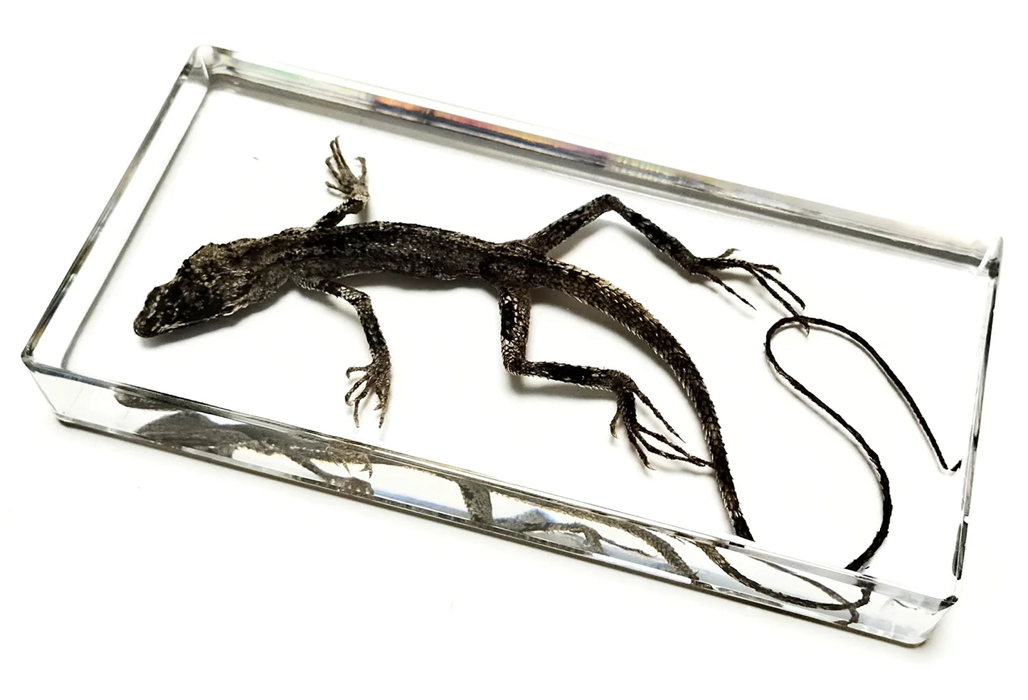 Ánima reptilis taxidermia contemporanea reptil disecado