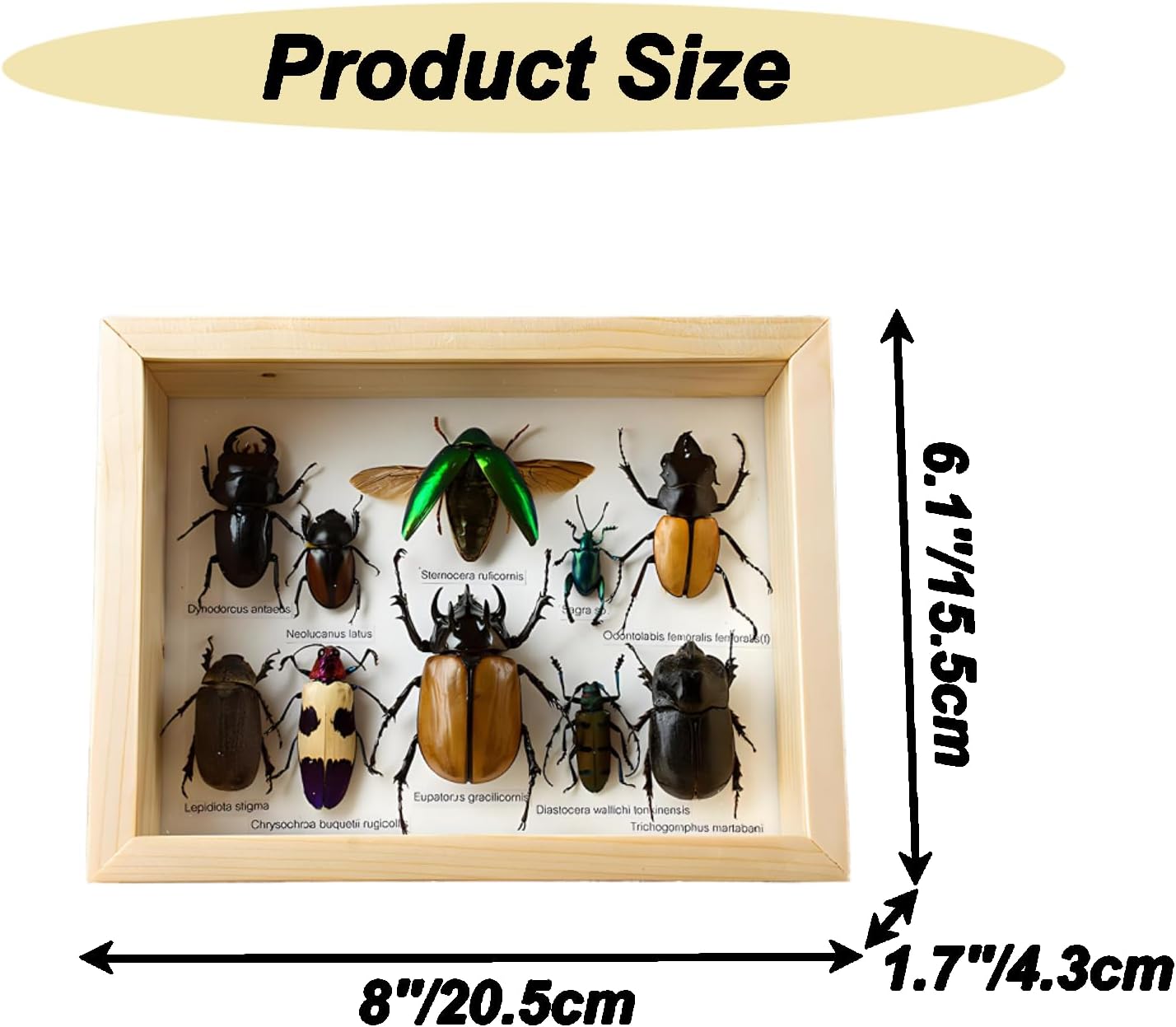 Colección de insectos disecados