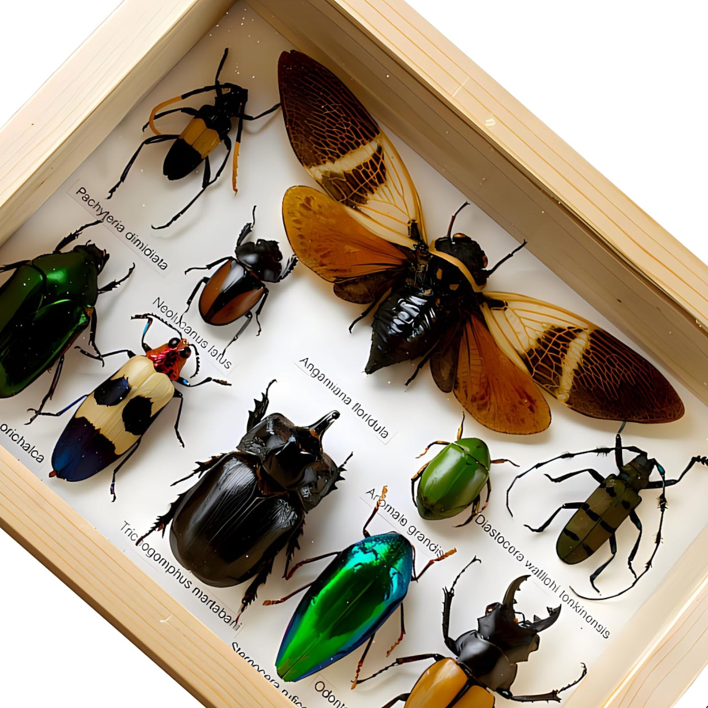 Colección de insectos disecados