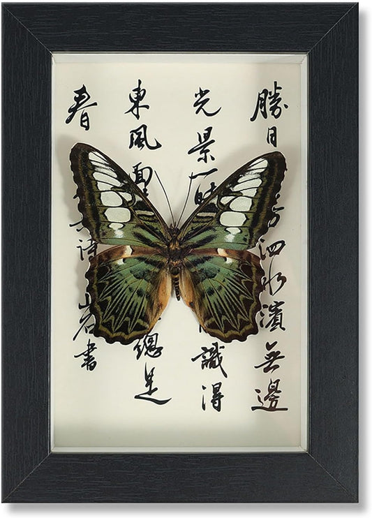 Mariposa de Colección en Marco de Madera – Natural Art con Elegancia Oriental