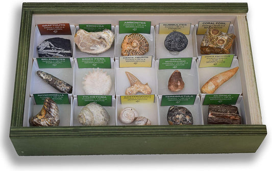Colección de fósiles reales