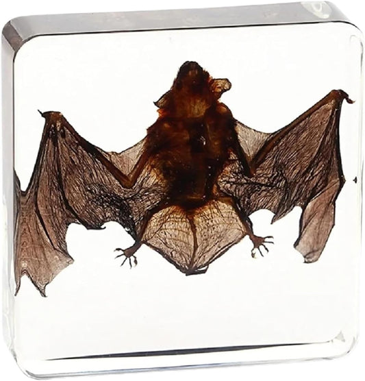 Murciélago en resina transparente exclusivo animal art taxidermia