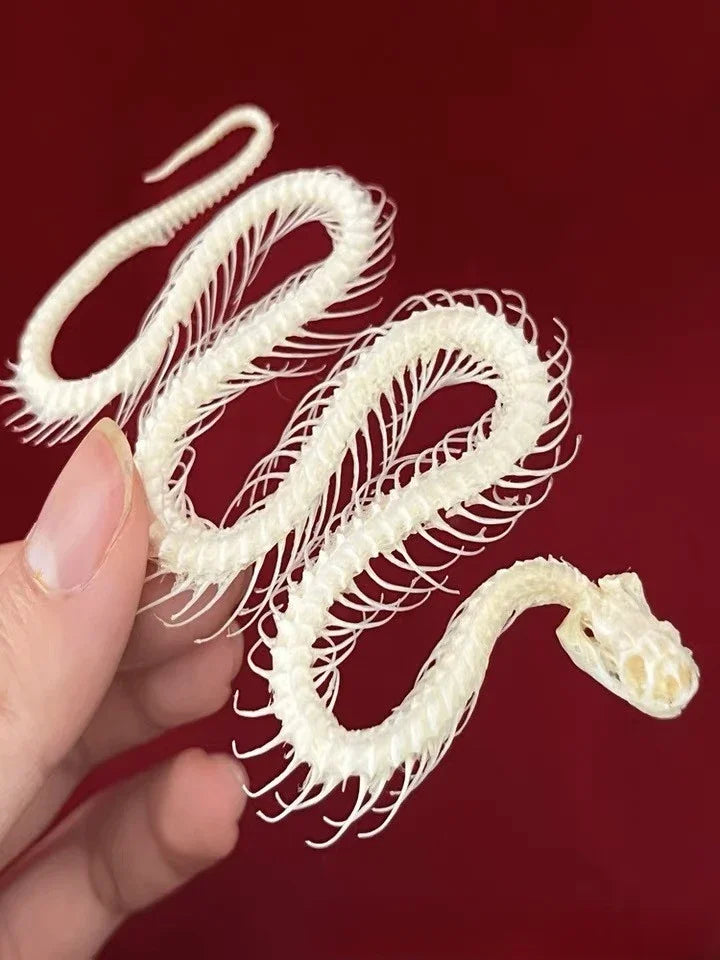 Réplicas Realistas de Calaveras y Esqueletos de Animales – Arte Único para Coleccionistas