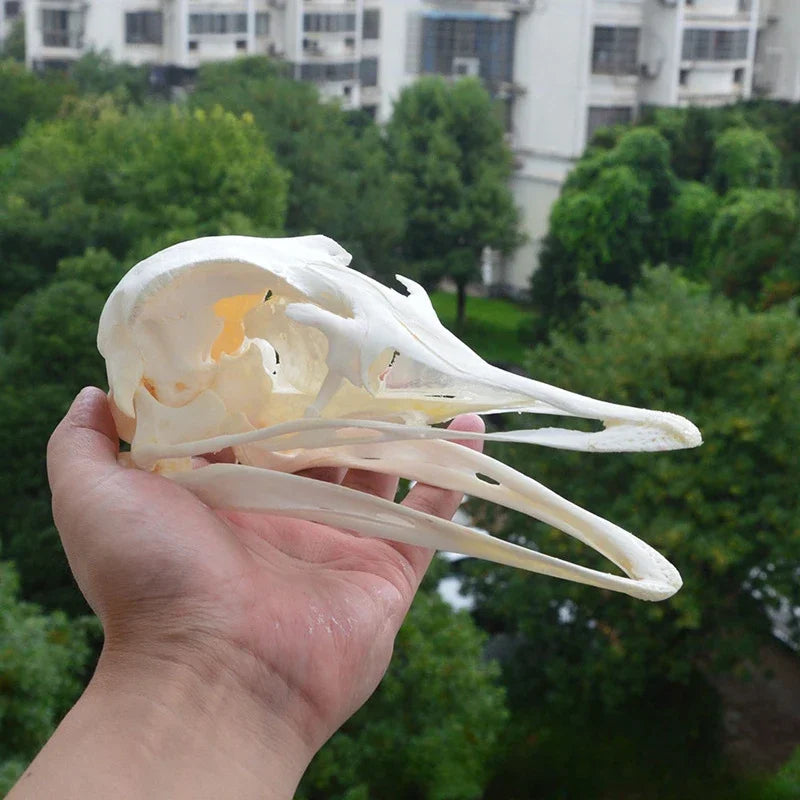 Réplicas Realistas de Calaveras y Esqueletos de Animales – Arte Único para Coleccionistas