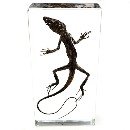 Ánima Reptilis – Taxidermia Contemporánea