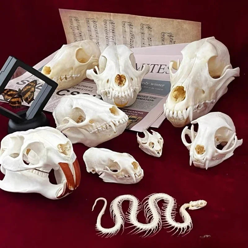 Réplicas Realistas de Calaveras y Esqueletos de Animales – Arte Único para Coleccionistas