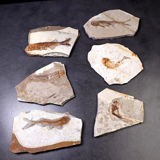 Fósiles Prehistóricos de Peces – Arte Natural Atemporal