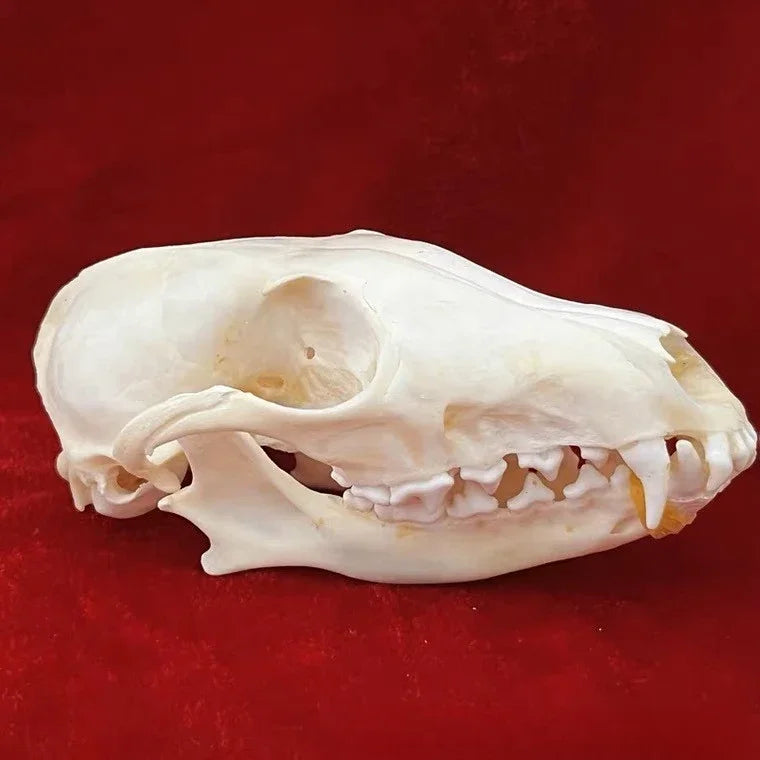 Réplicas Realistas de Calaveras y Esqueletos de Animales – Arte Único para Coleccionistas