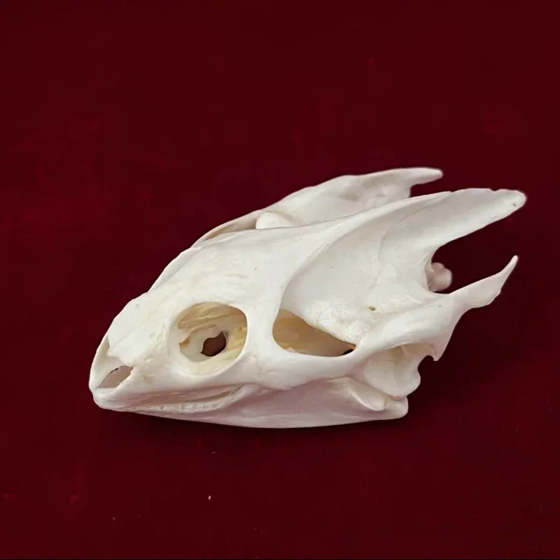 Réplicas Realistas de Calaveras y Esqueletos de Animales – Arte Único para Coleccionistas