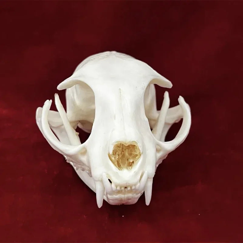 Réplicas Realistas de Calaveras y Esqueletos de Animales – Arte Único para Coleccionistas