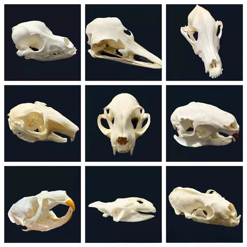 Réplicas Realistas de Calaveras y Esqueletos de Animales – Arte Único para Coleccionistas