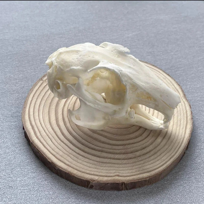 Réplicas Realistas de Calaveras y Esqueletos de Animales – Arte Único para Coleccionistas