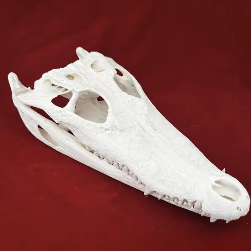 Réplicas Realistas de Calaveras y Esqueletos de Animales – Arte Único para Coleccionistas