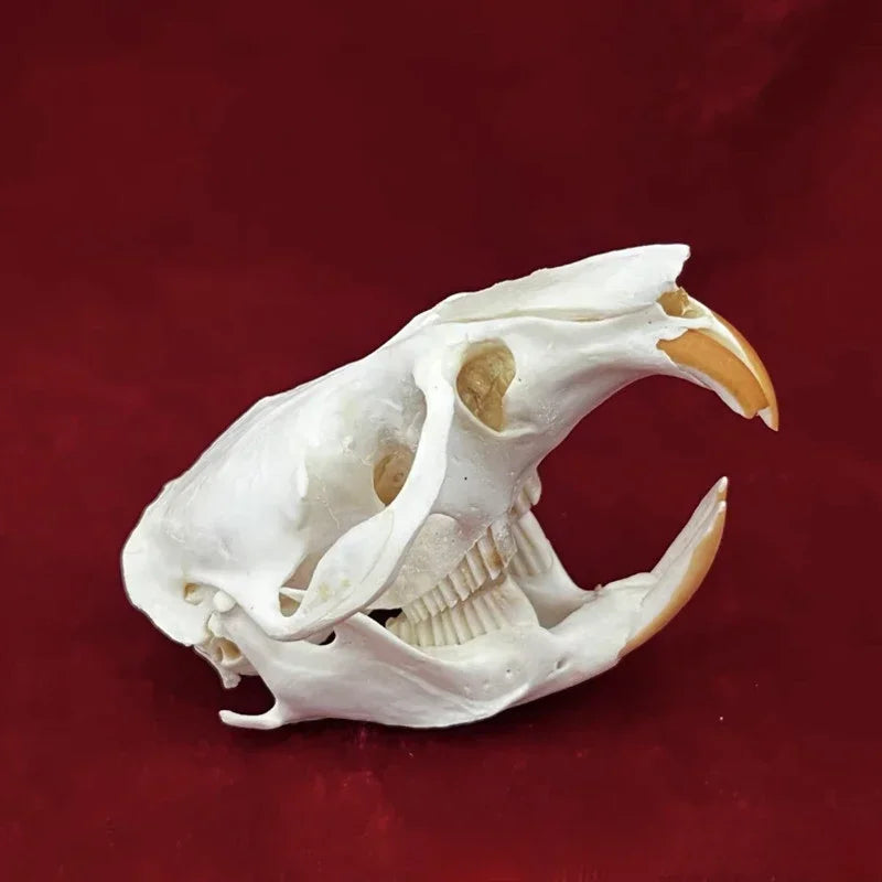 Réplicas Realistas de Calaveras y Esqueletos de Animales – Arte Único para Coleccionistas