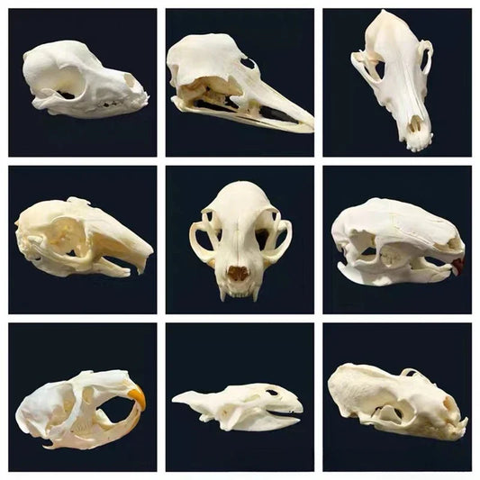 Réplicas Realistas de Calaveras y Esqueletos de Animales – Arte Único para Coleccionistas