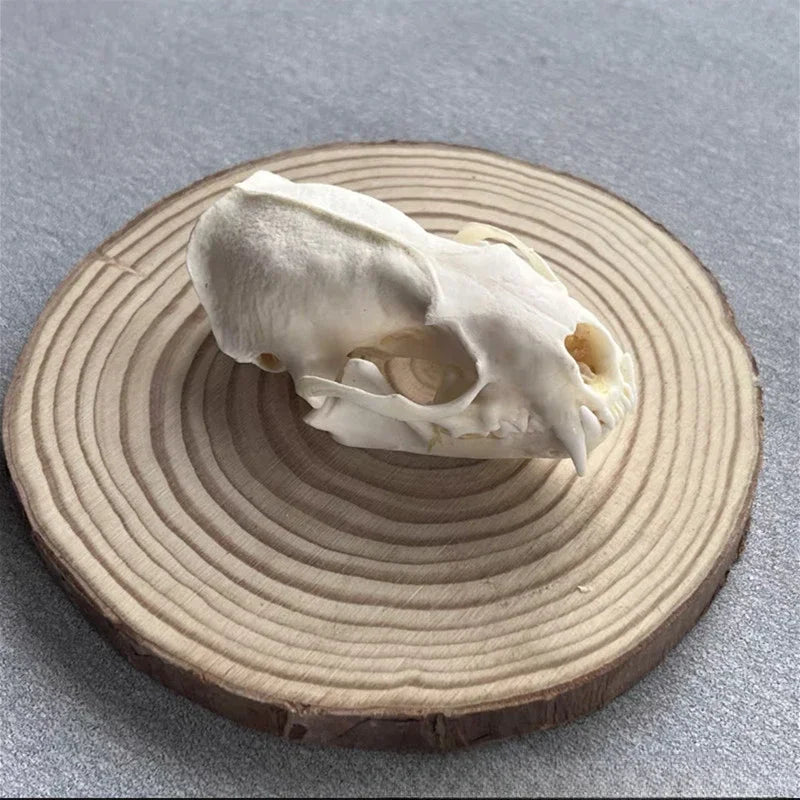 Réplicas Realistas de Calaveras y Esqueletos de Animales – Arte Único para Coleccionistas