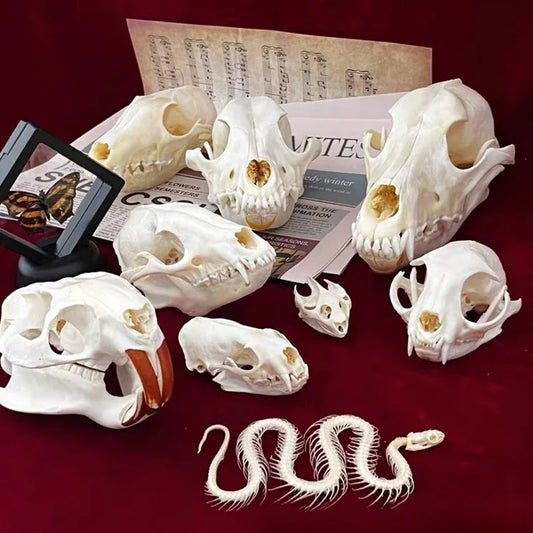 Réplicas Realistas de Calaveras y Esqueletos de Animales – Arte Único para Coleccionistas