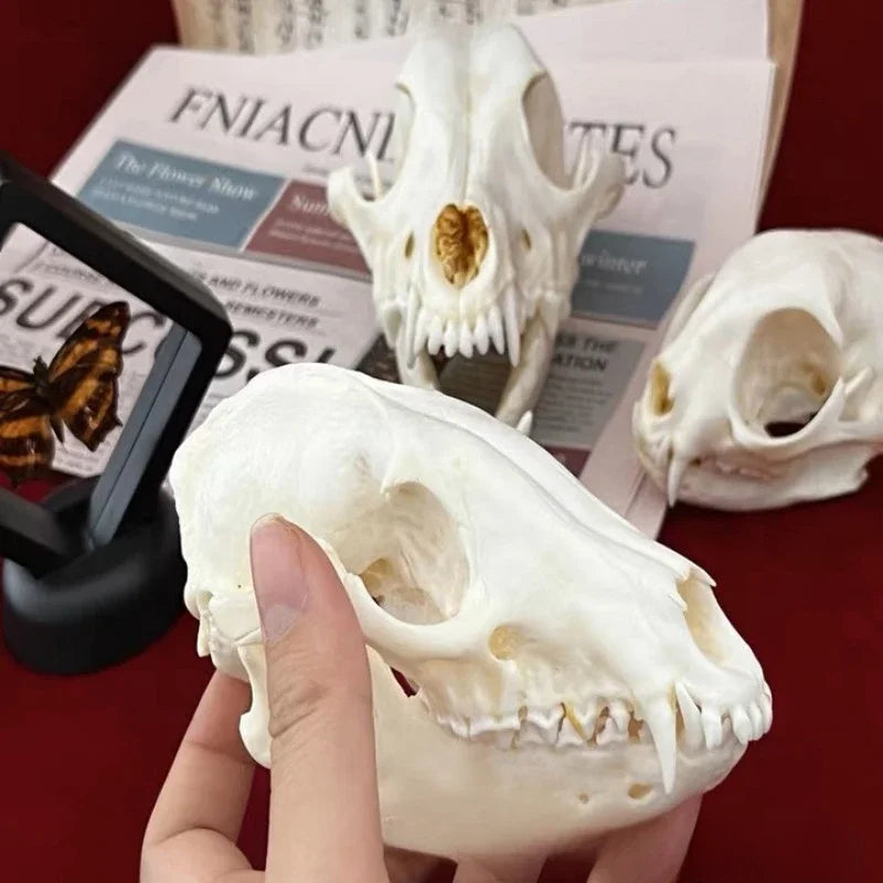 Réplicas Realistas de Calaveras y Esqueletos de Animales – Arte Único para Coleccionistas