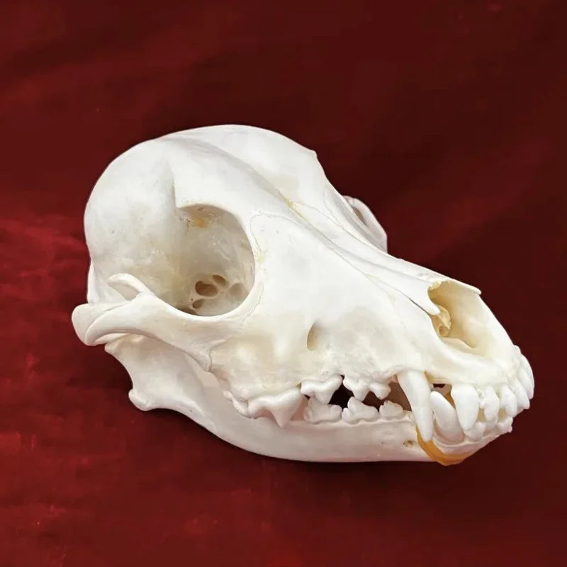 Réplicas Realistas de Calaveras y Esqueletos de Animales – Arte Único para Coleccionistas