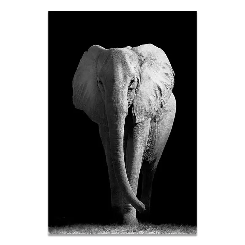 sombras salvajes by animal art blanco y negro elefante elephant