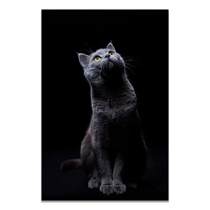 sombras salvajes by animal art blanco y negro gato cat